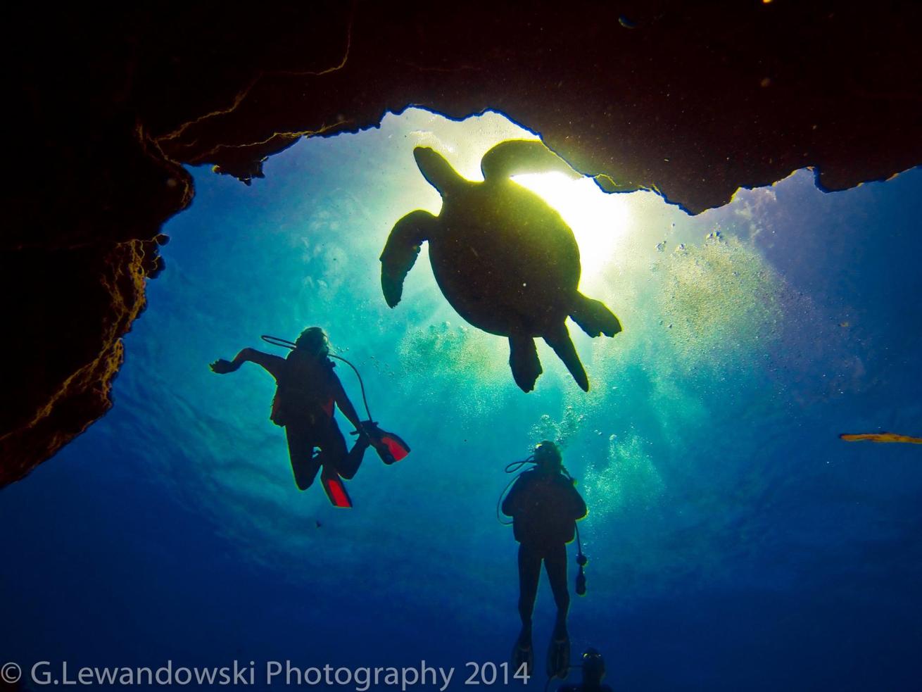 sea turtles hawaii scuba diving