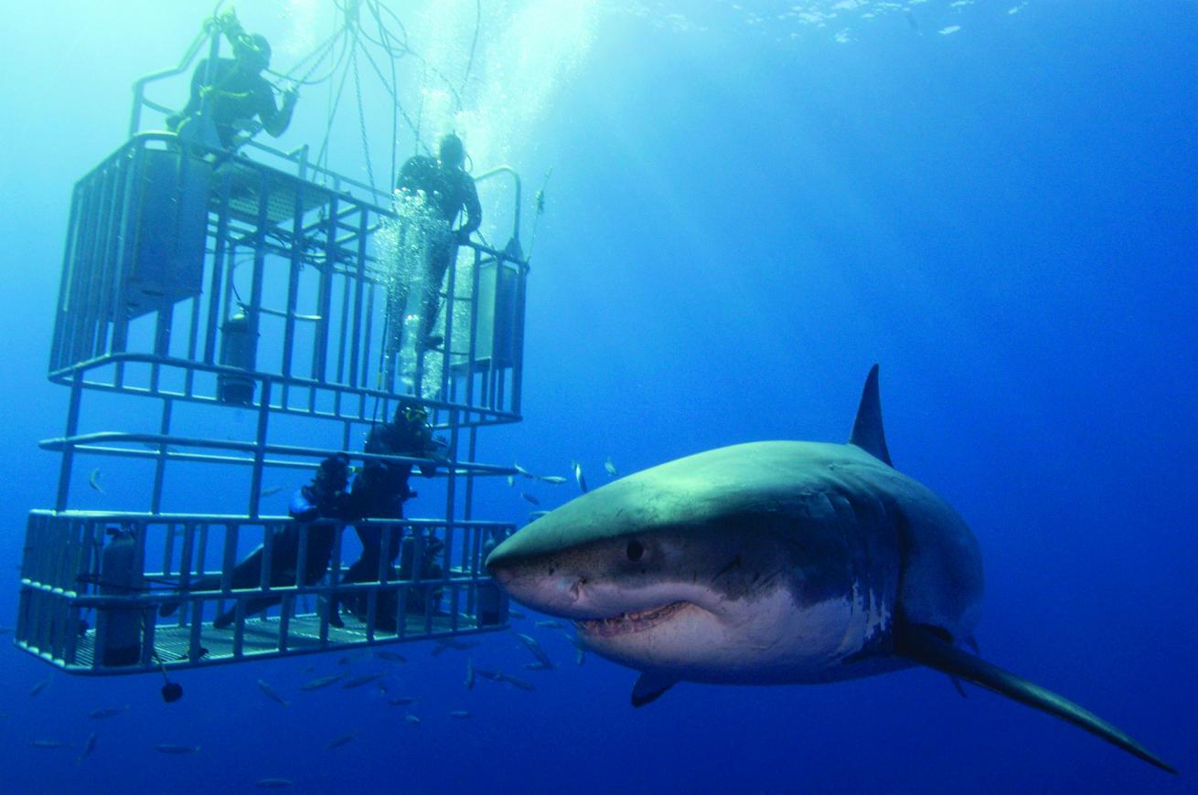 shark swimming cage Nautilus