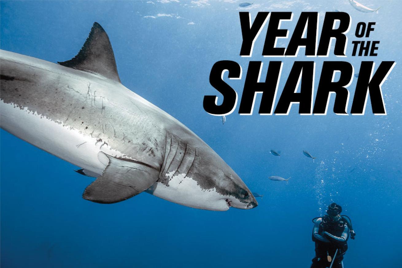 year of the shark