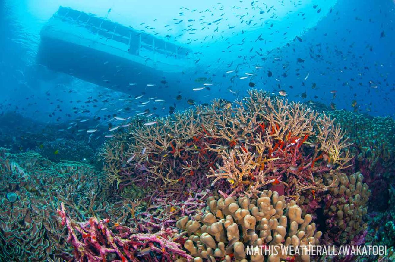The Zoo dive site