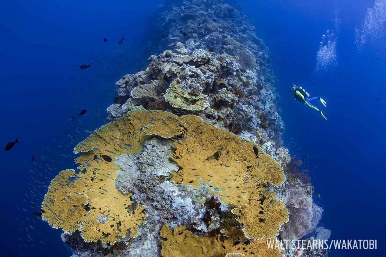 The Blade dive site