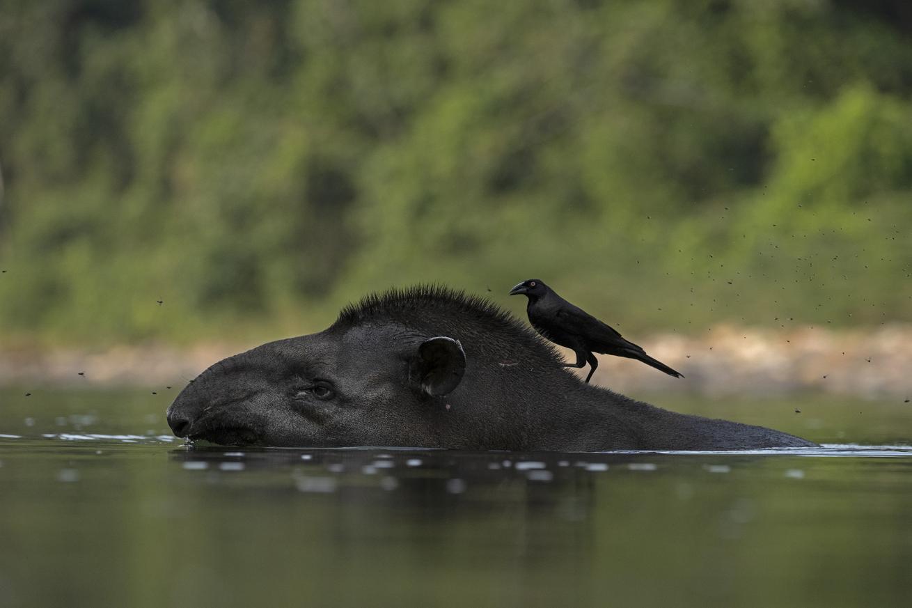 An Amazonian tapir swims along the river. Image taken during the National Geographic and Rolex Perpetual Planet Amazon Expedition.