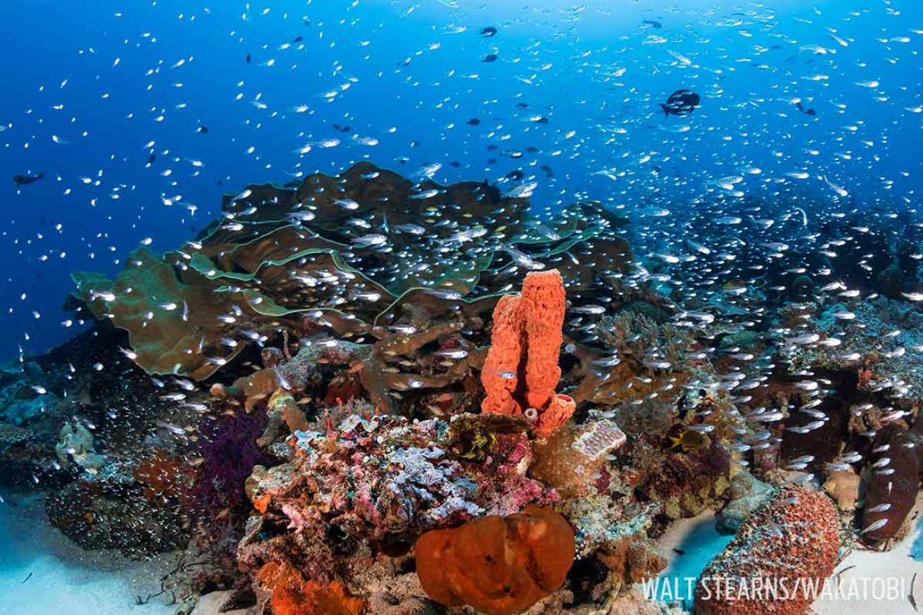 Teluk Maya dive site