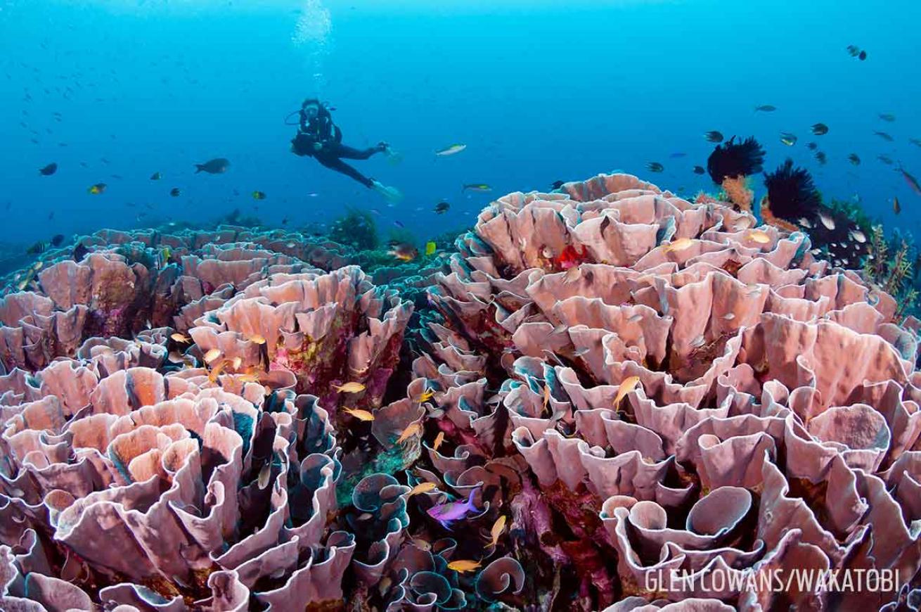 Roma dive site