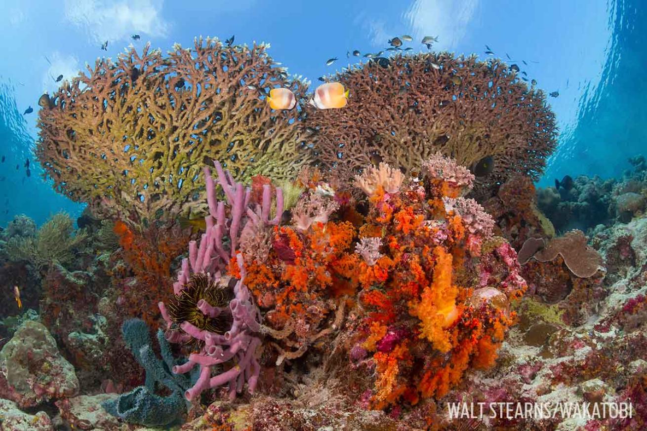 The House Reef at Wakatobi