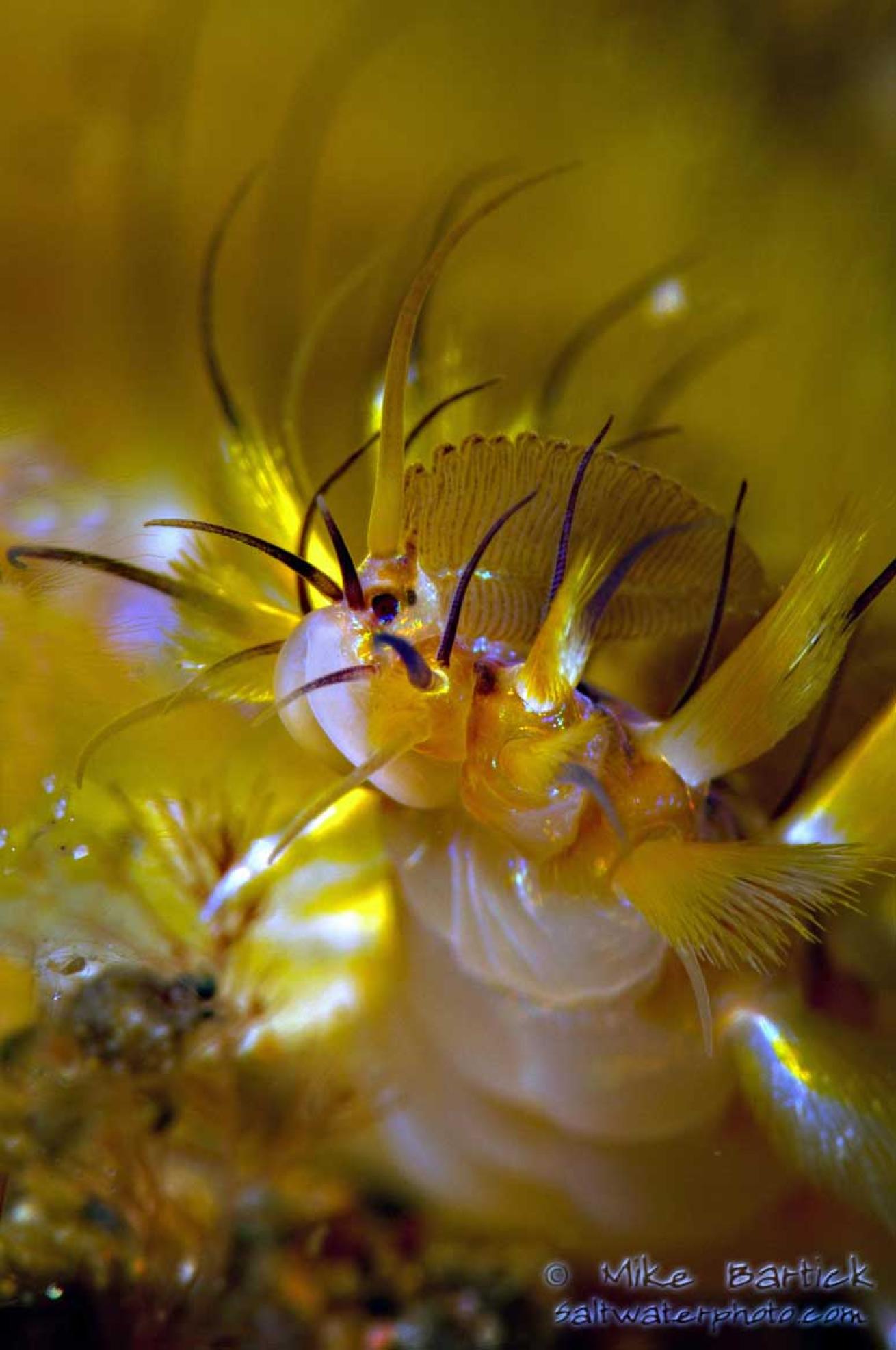 underwater photography tips