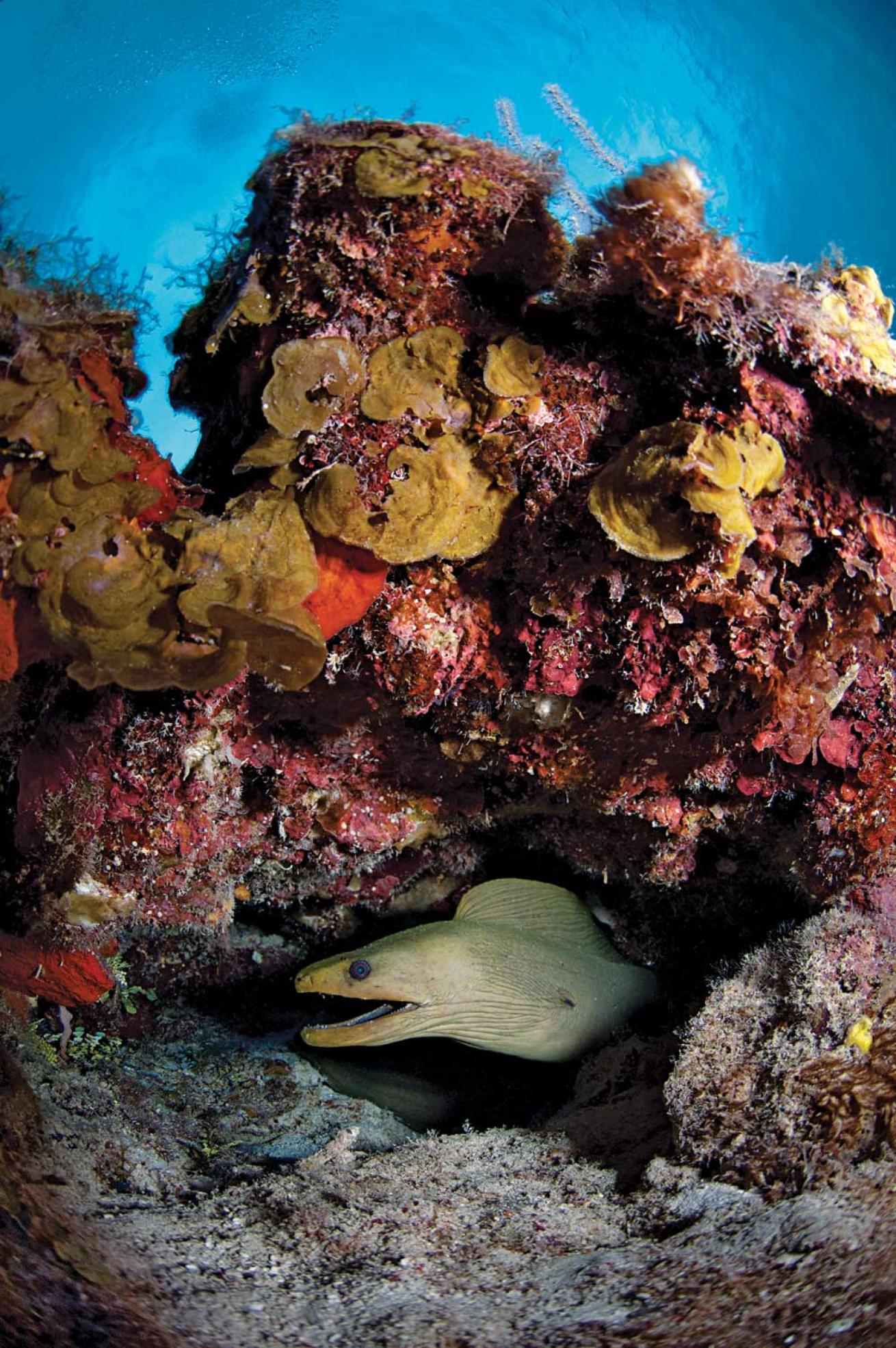 green moray
