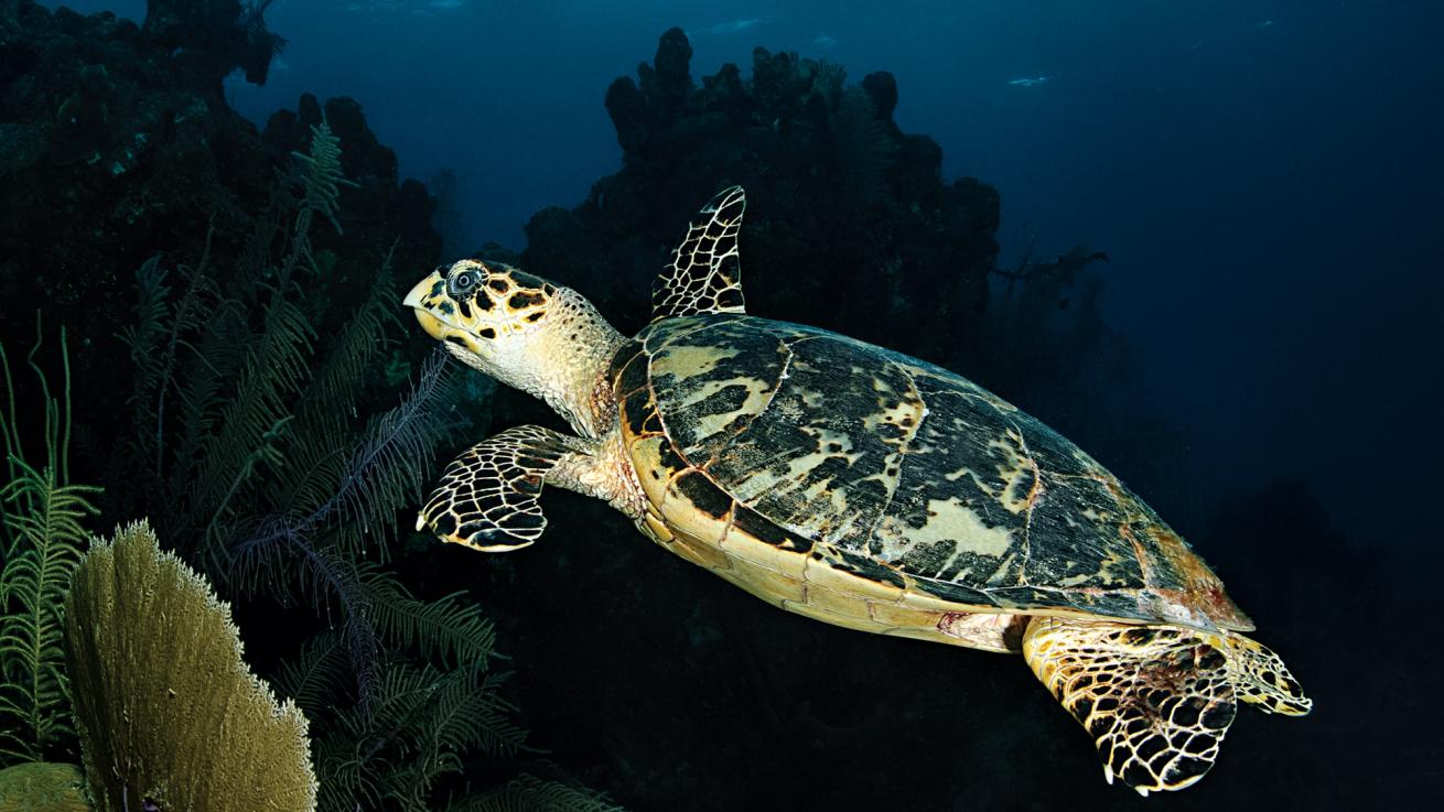 Ambergris Caye, Belize