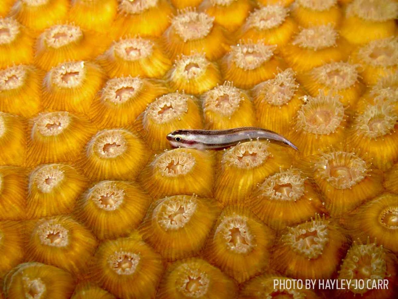goby fish bahamas