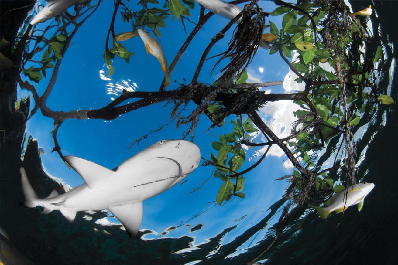 Lemon Shark conservation