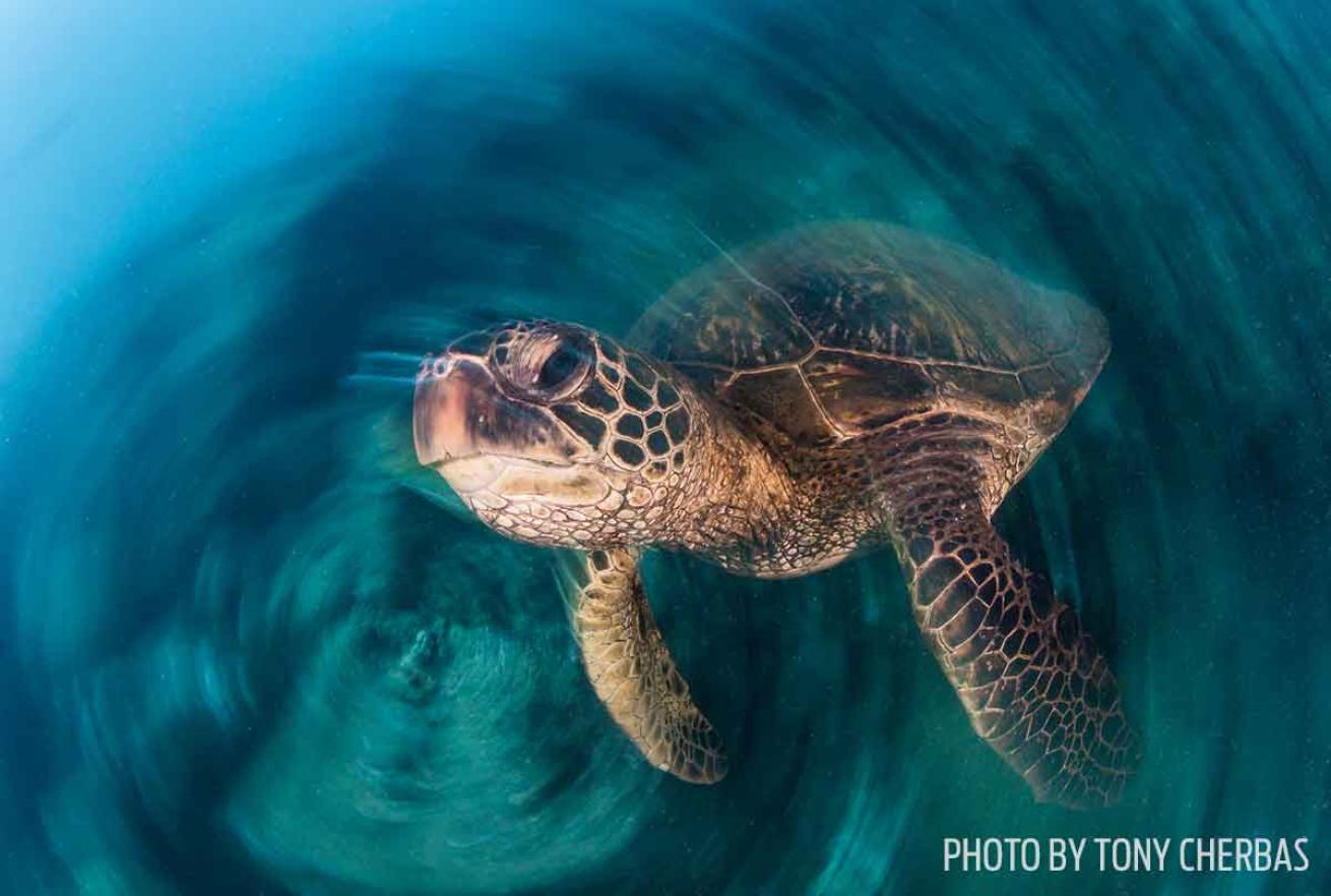 turtle slow shutter spin photo