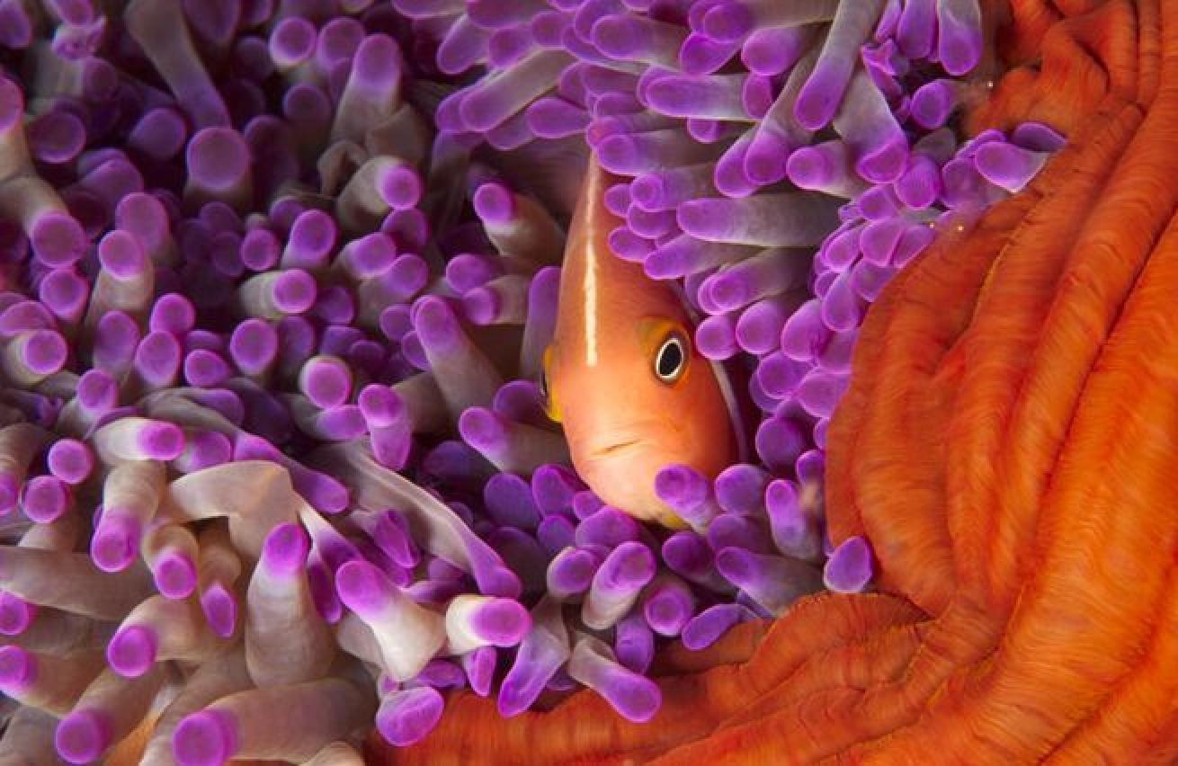 Can't Touch This
A layer of mucus protects the fish from the deadly sting of the anemone and allows them seek protection from predators in the tentacles.