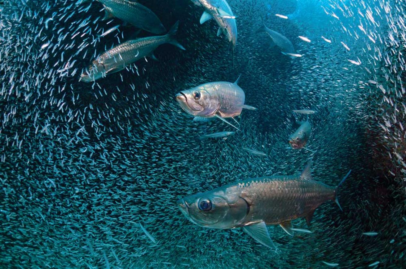 tarpon at Snapper Hole