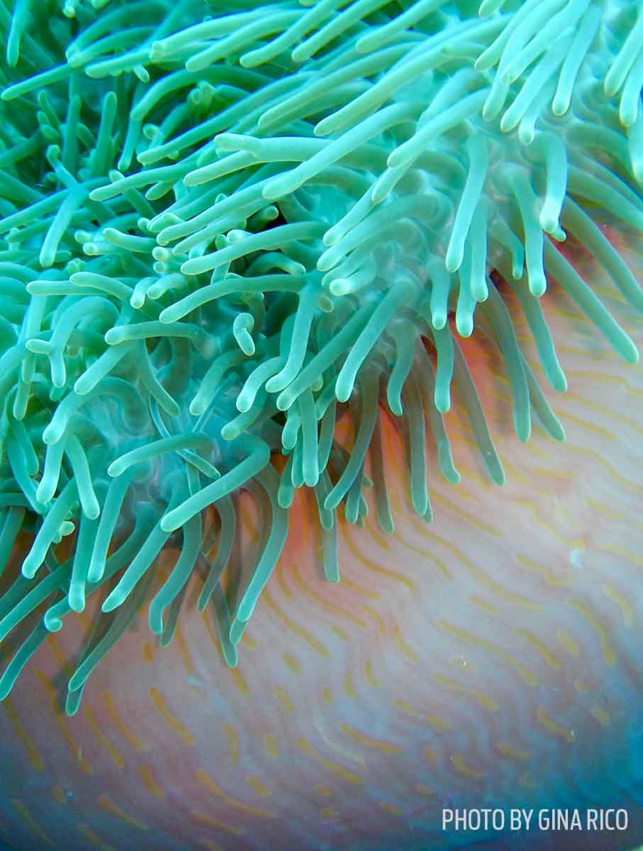 anemone indonesia photo