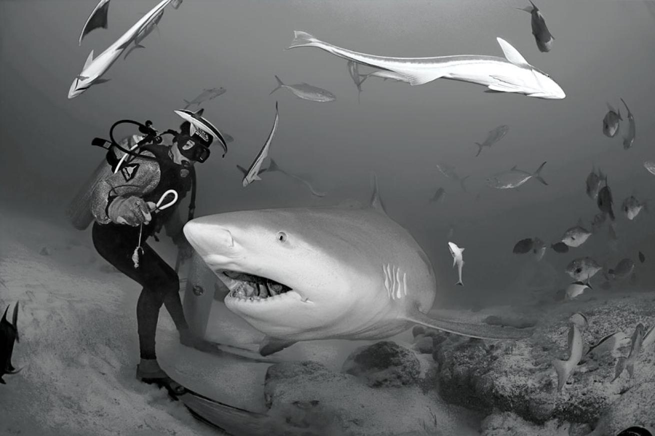 Bull Shark
