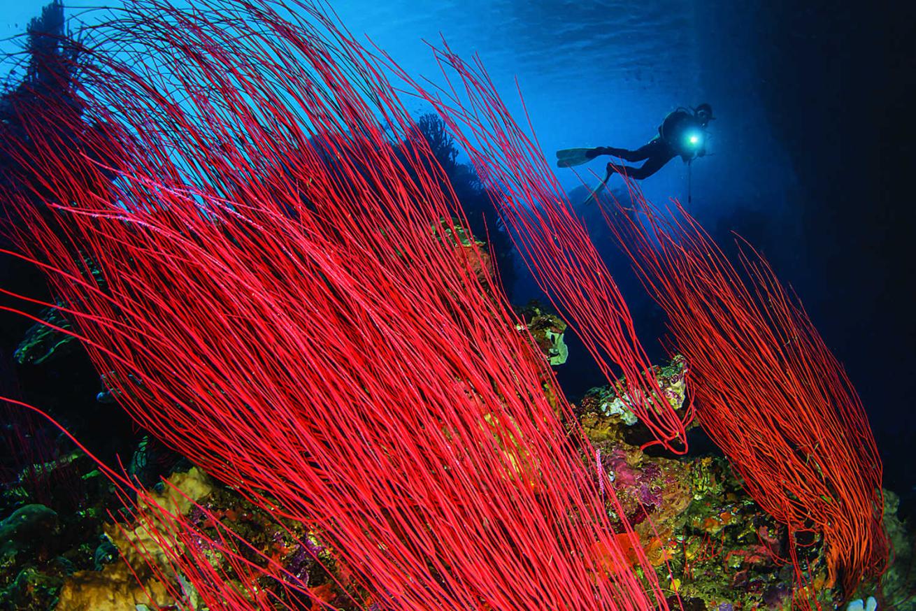 Deacon’s Reef