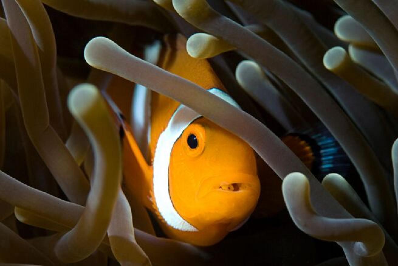 Feeding Time
A large portion of their diet consists of algae but they also consume meat. Anemonefish help keep the anemone clean by eating any left over fish in the tentacles.