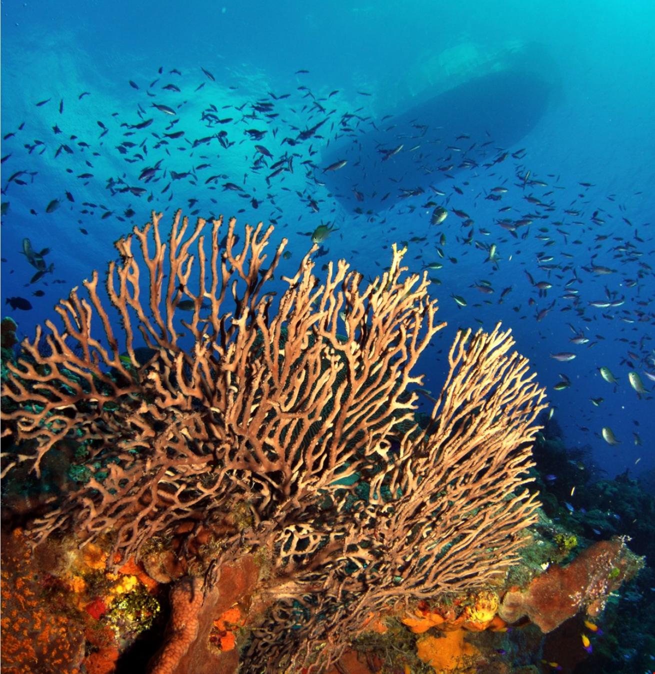 grand cayman scuba diving deals