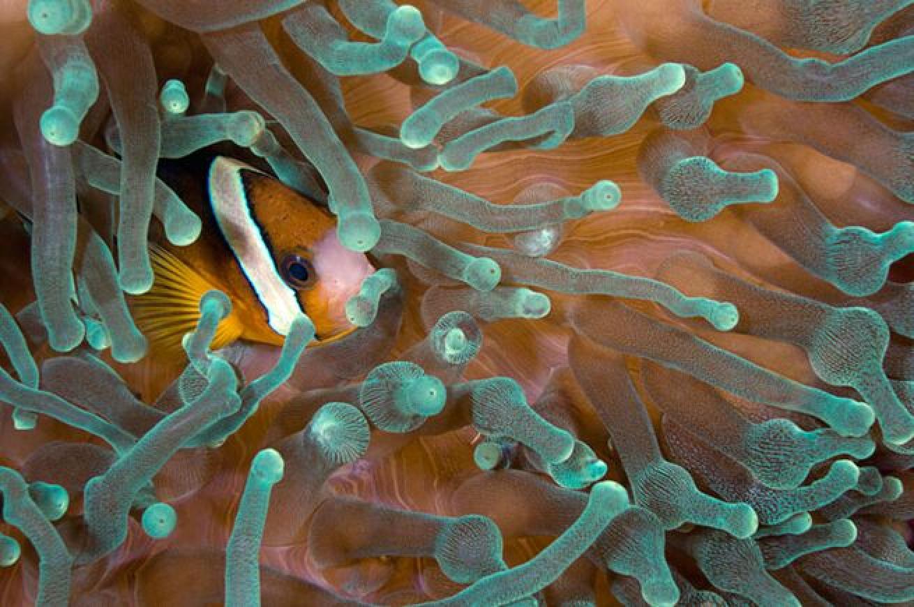 Buying Frenzy
Following the release of the success of Finding Nemo, the population numbers for anemonefish in the wild diminished. According to a study conducted by the University of Cumbria in 2008, anemonefish population numbers fell by 75 percent in some areas and reefs.