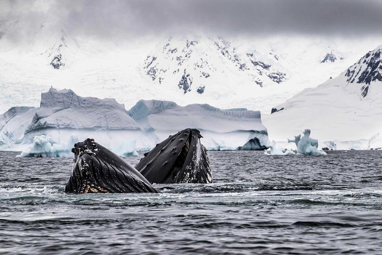 Southern Ocean, Antarctic Peninsula