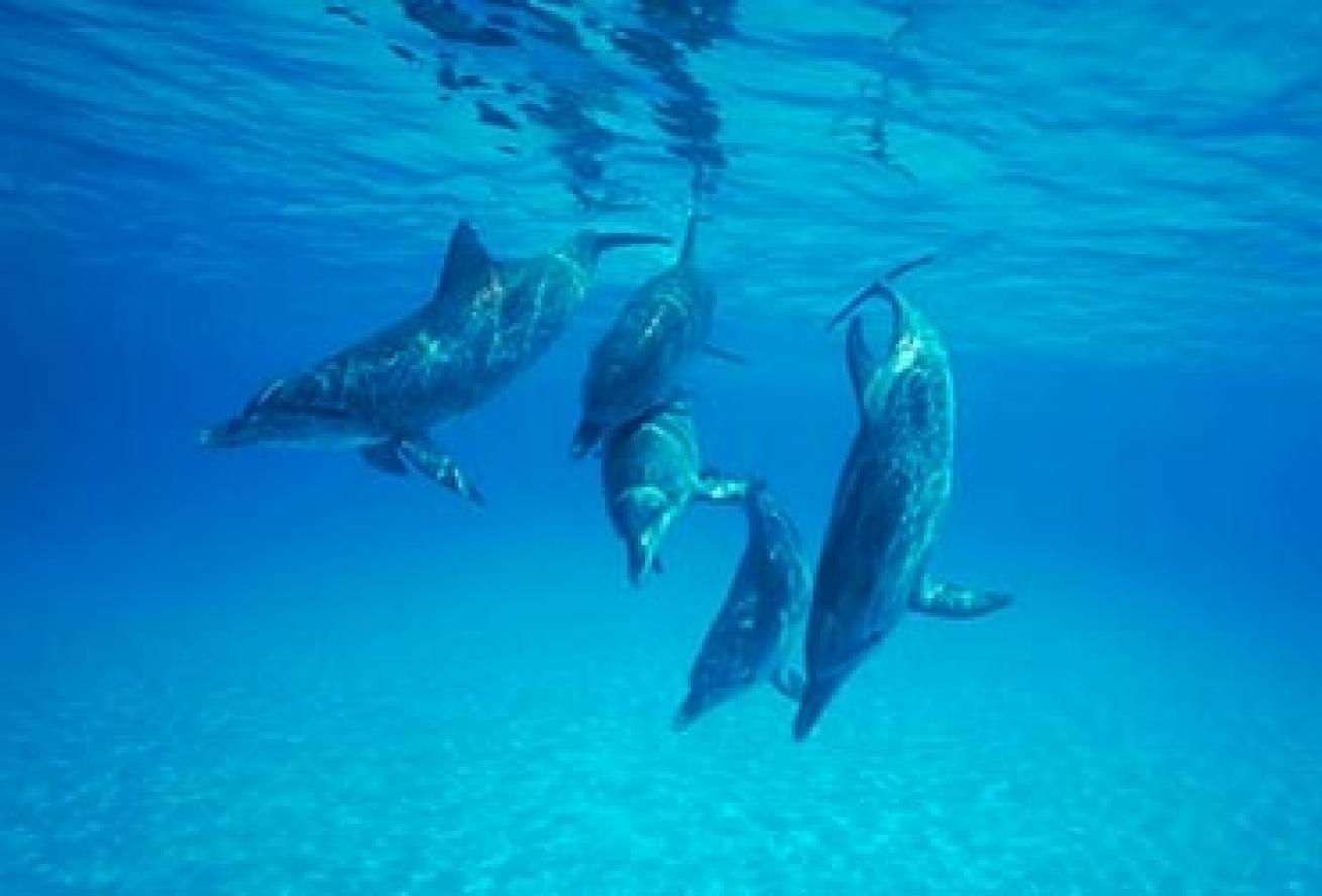 dolphin facts