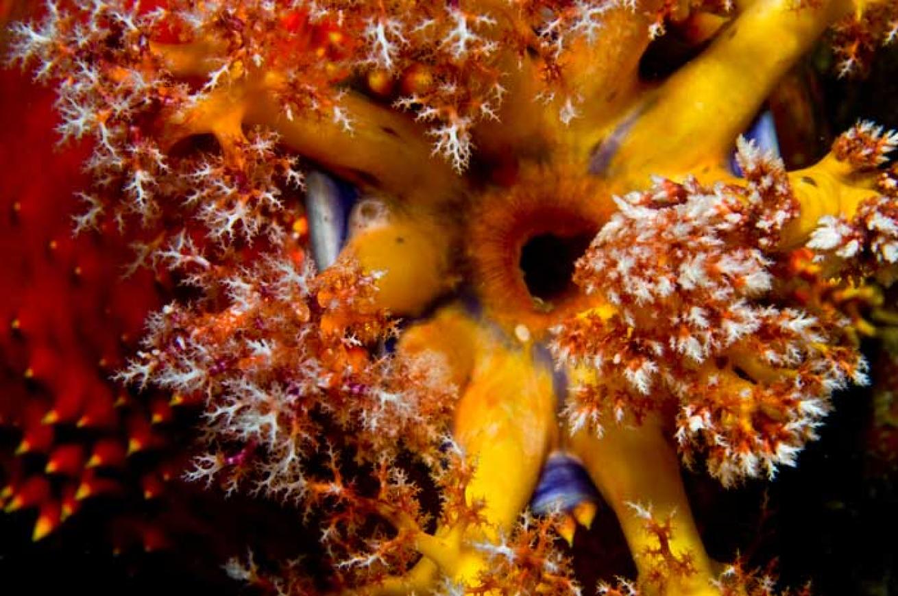 Sea Apple Feeding