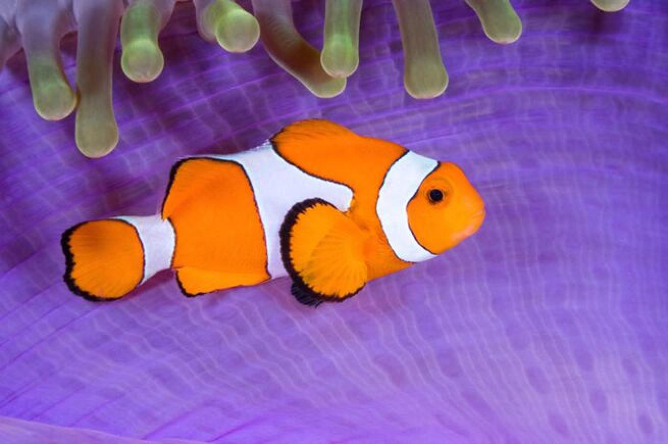 False fish
The species of anemonefish that Nemo was modeled after is the percula or “false” clownfish. This type is easily recognized with an all orange body outlined in black, with three white stripes.