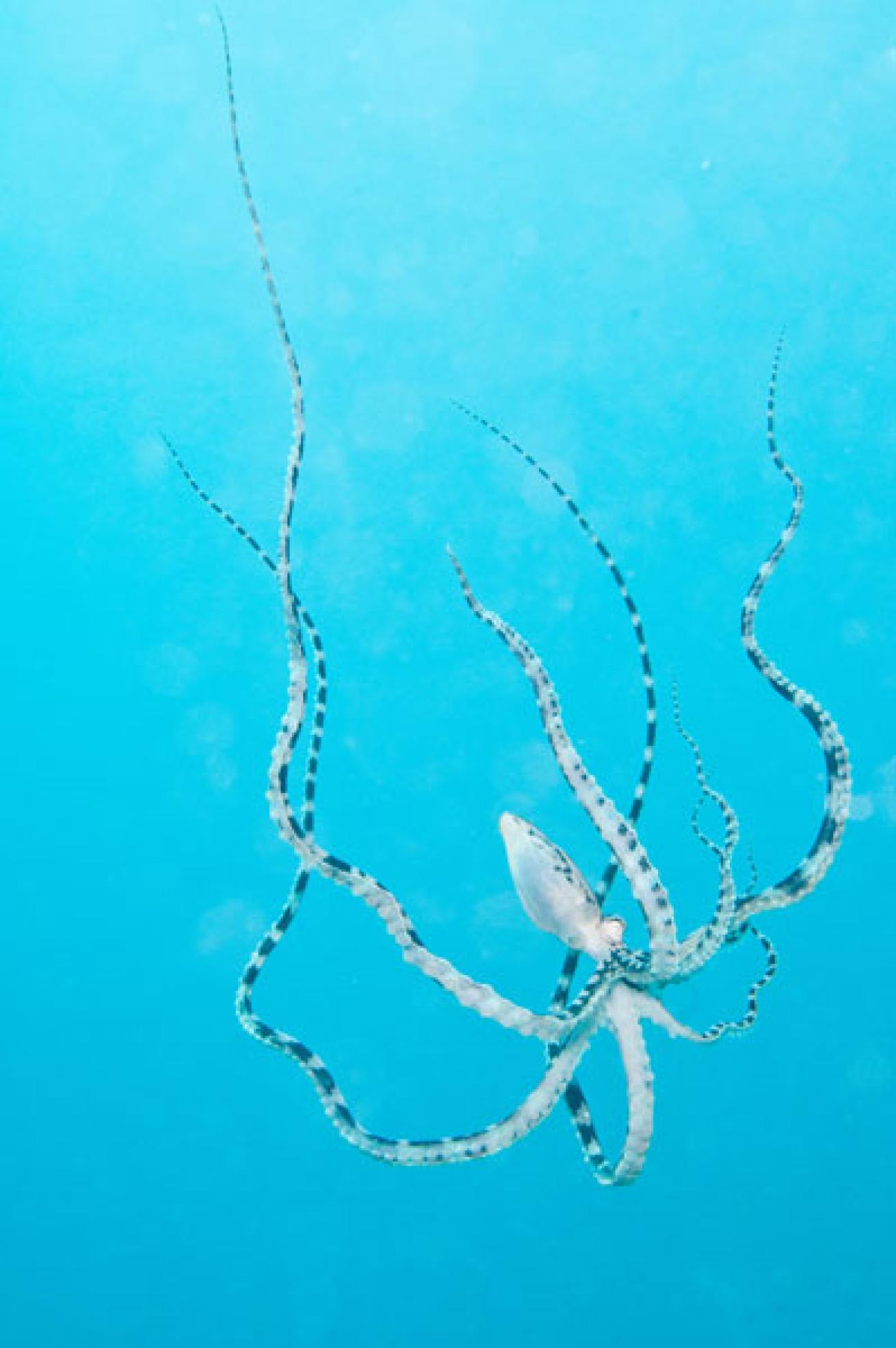 Parachuting Mimic Octopus