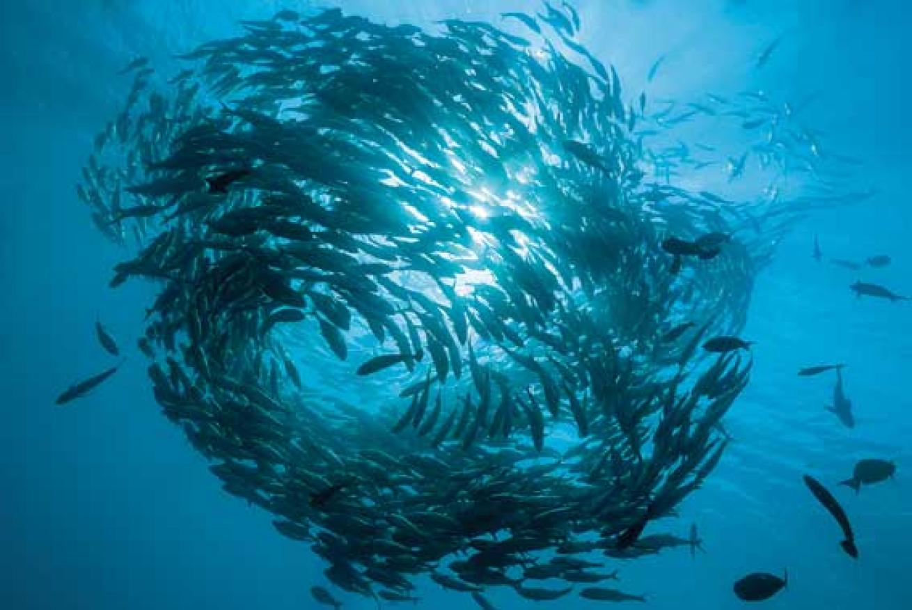 scuba diving Bali