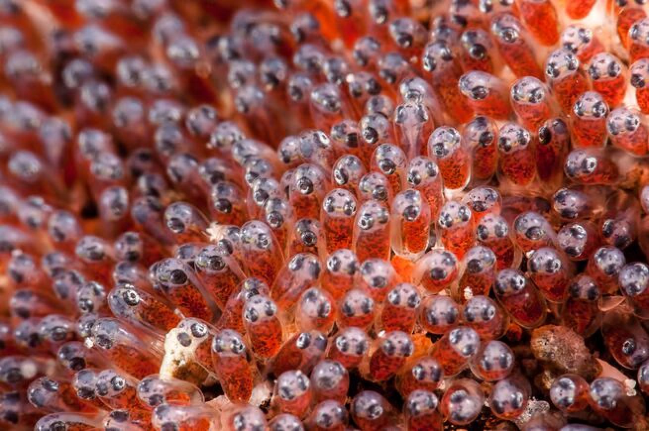 Nesting Time
When the time comes for mating, anemonefish will lay their eggs in large batches either hundreds or thousands—depending on the species. The prime location for a nest is on a nearby flat surface where the male will guard the eggs for 6-10 days before they hatch.