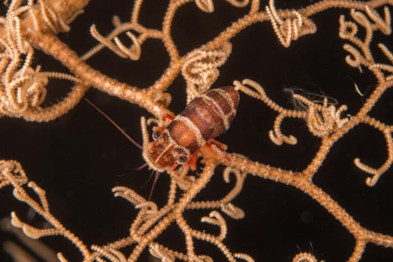 Lipstick Snapping Shrimp and Basket Star