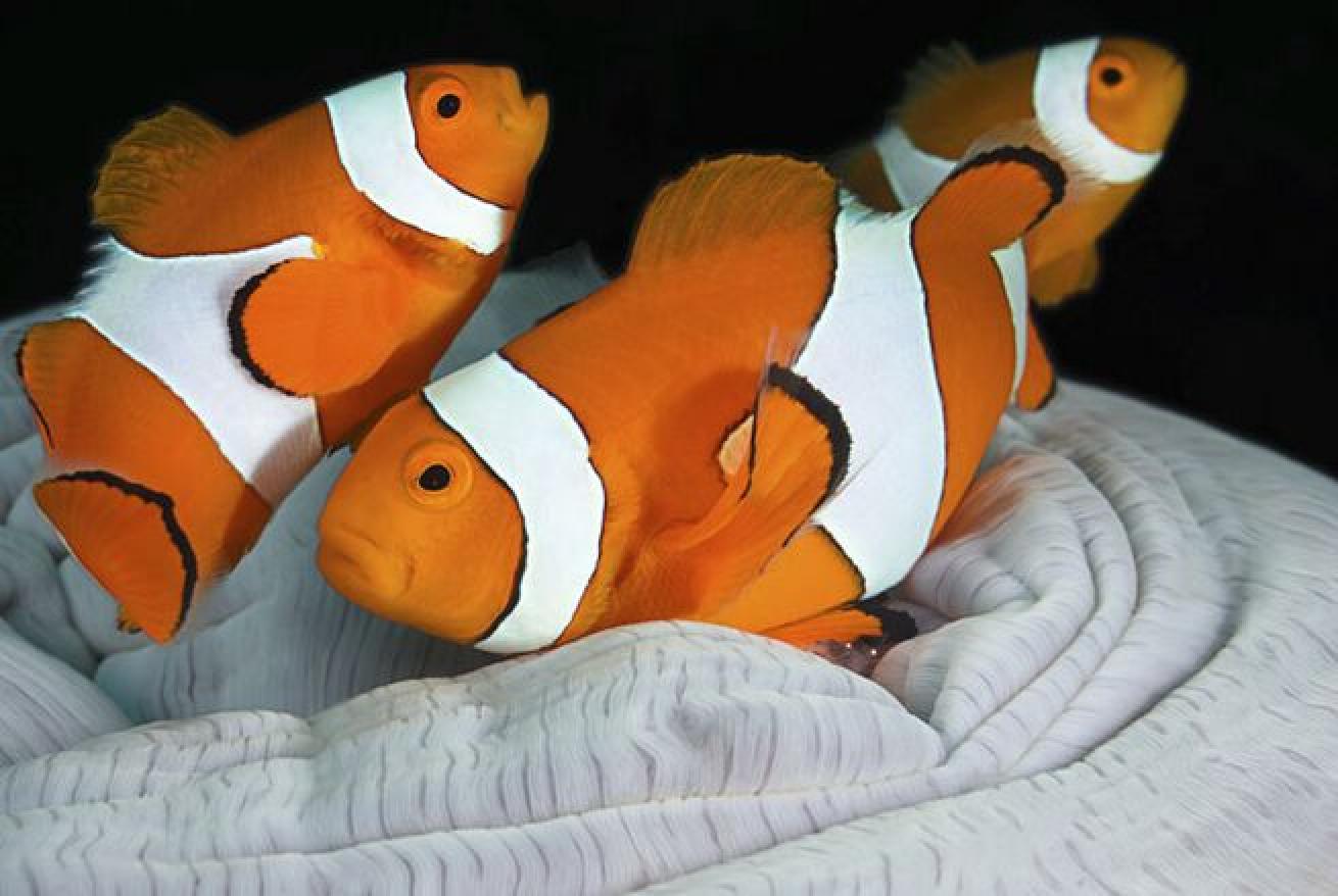 Dudes
All anemonefish are born male. When the female of the group dies, the strongest male makes the switch to female and becomes the dominant one in the group.