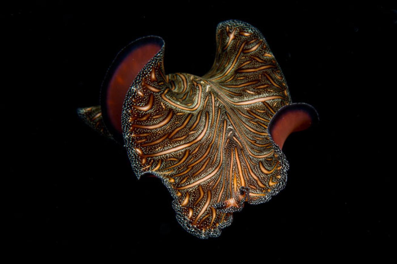 Flatworm in Motion