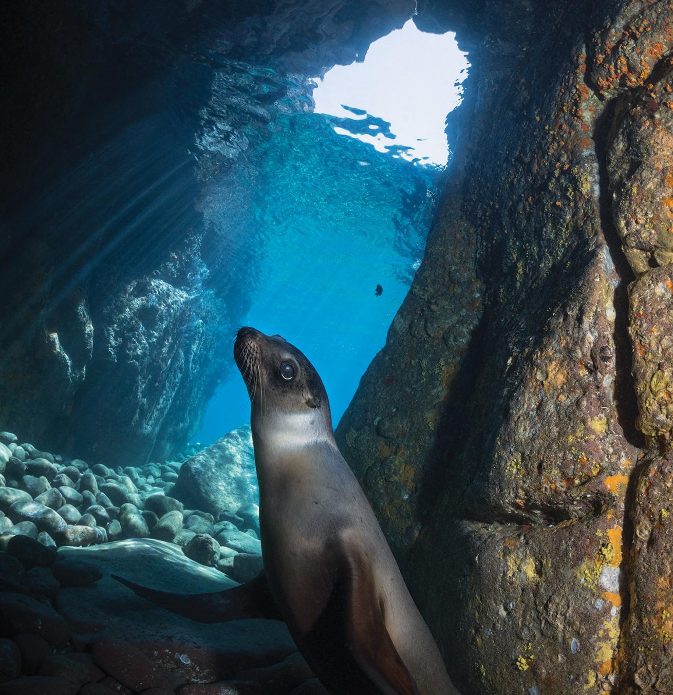 Sea Lions Sea of Cortez