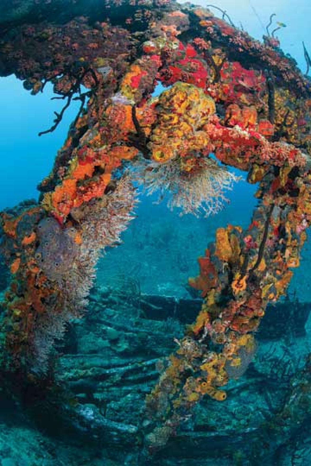 scuba diving rhone british virgin islands
