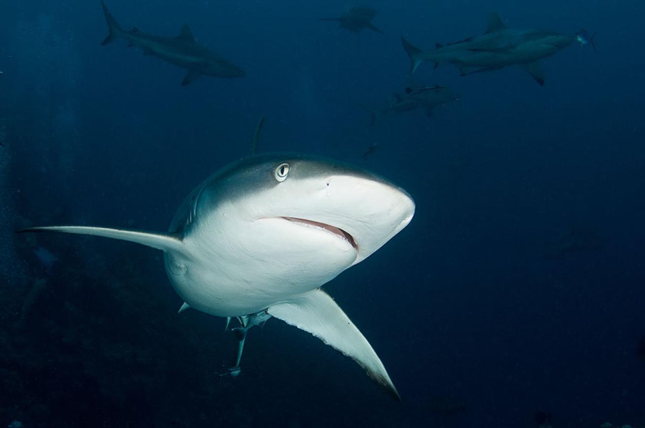 best scuba diving australia