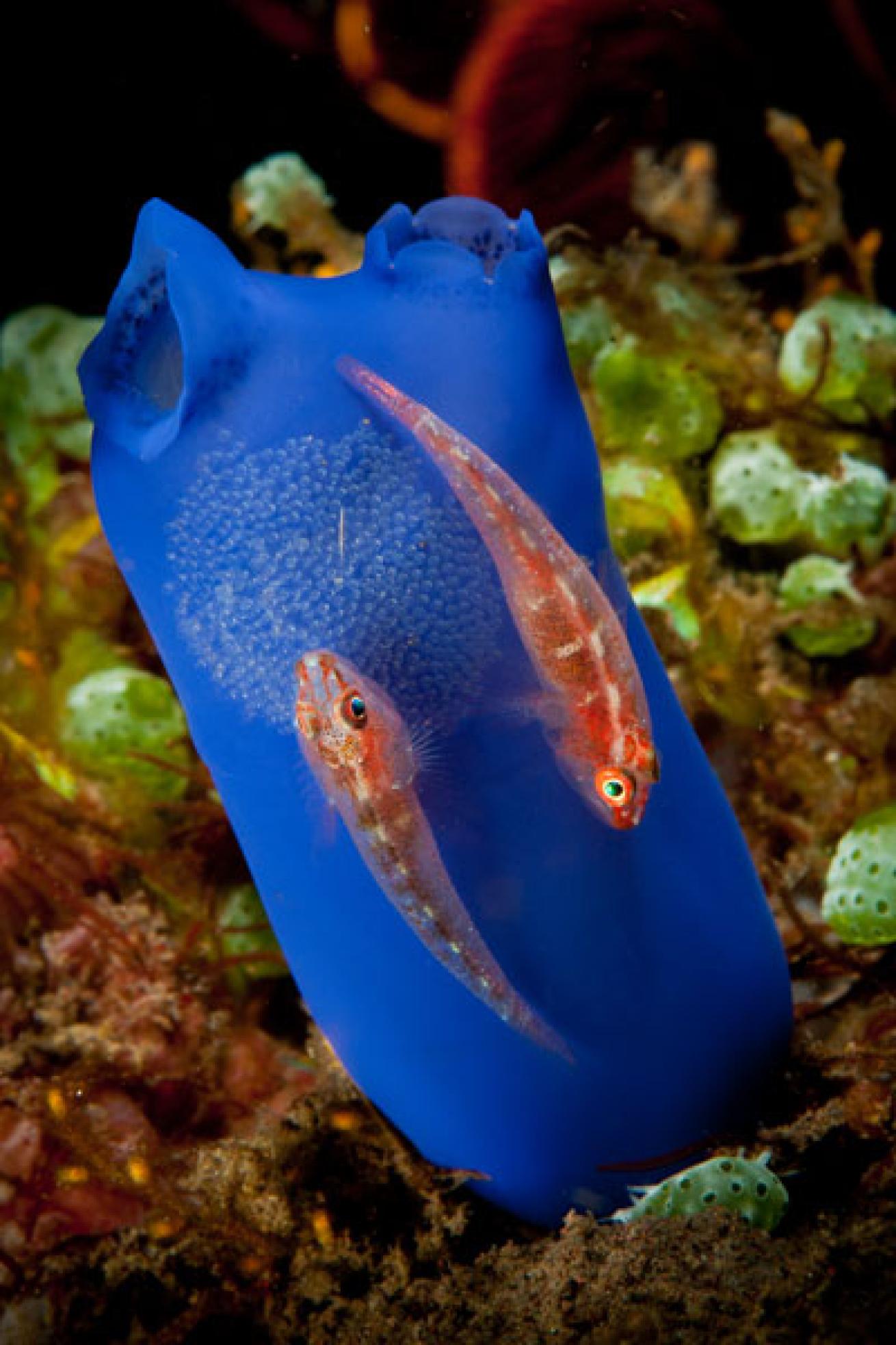 Red Gobies and Eggs on Blue Tunicate