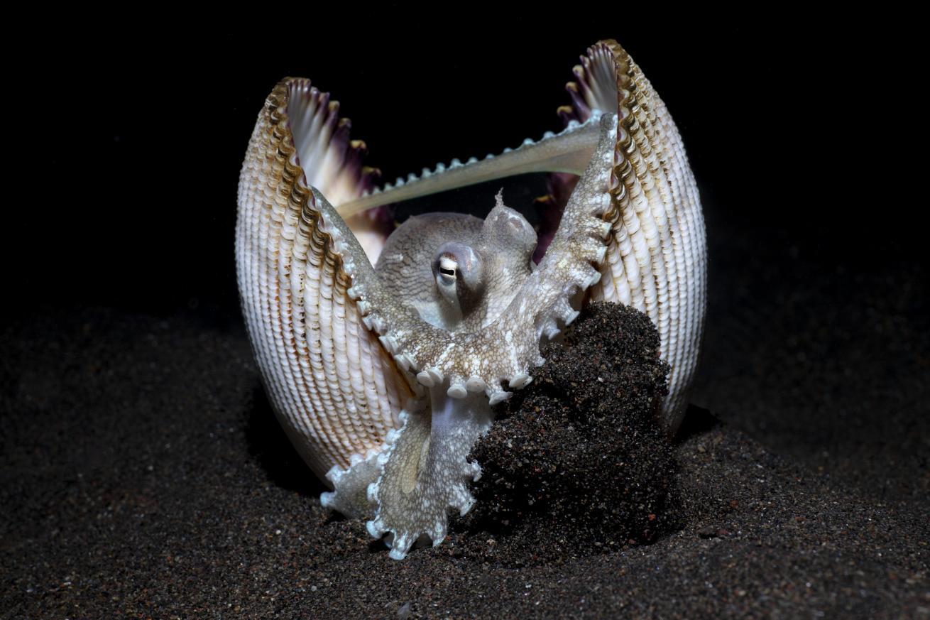 Coconut octopus