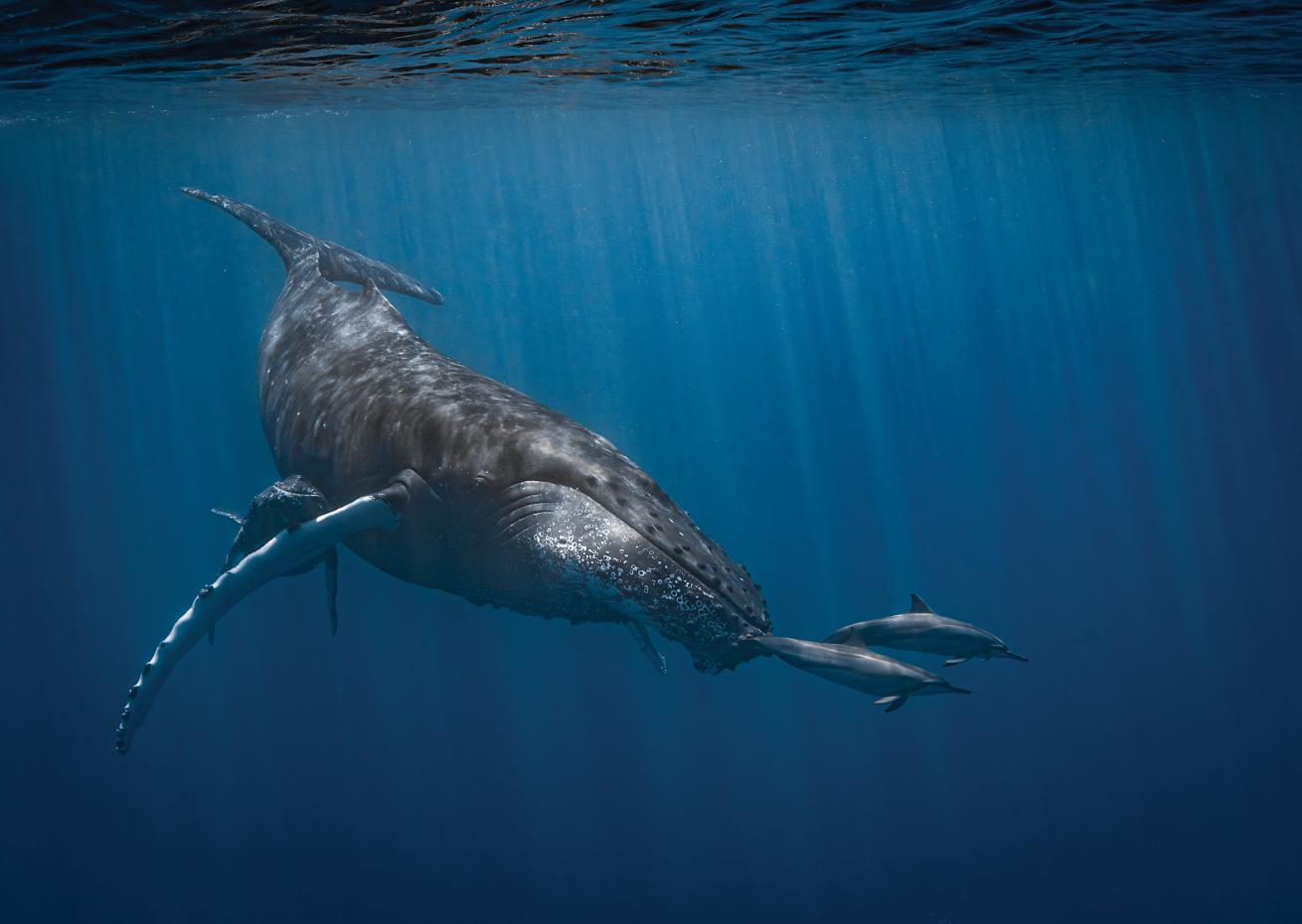 a humpback whale and calf swim with a pod of dolphins