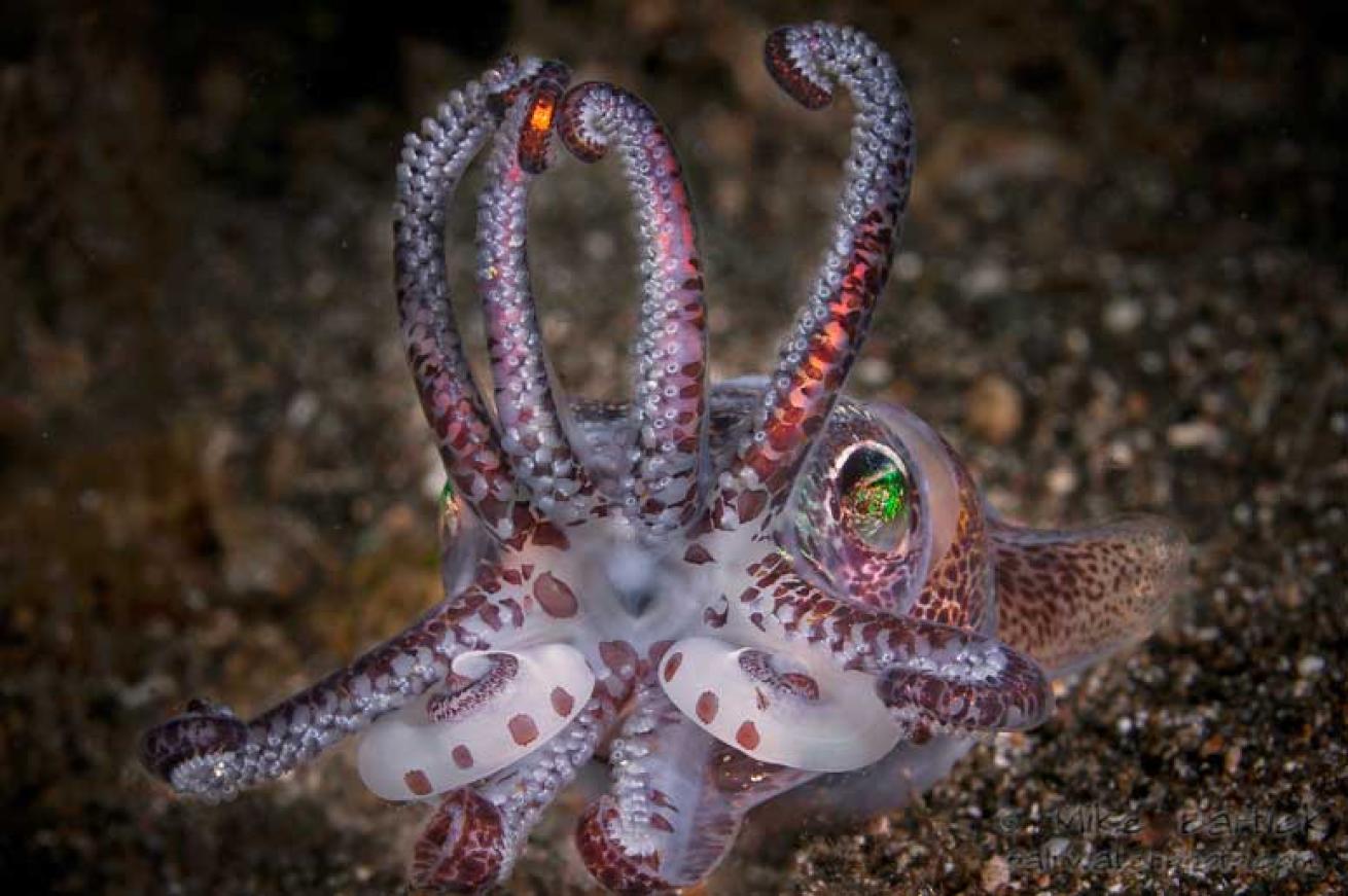 underwater photography tips