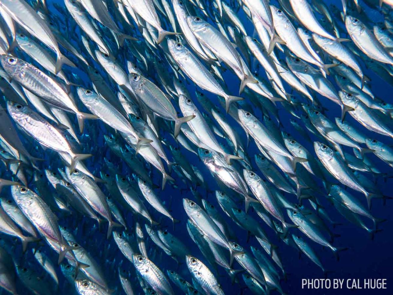 bait ball fish curacao