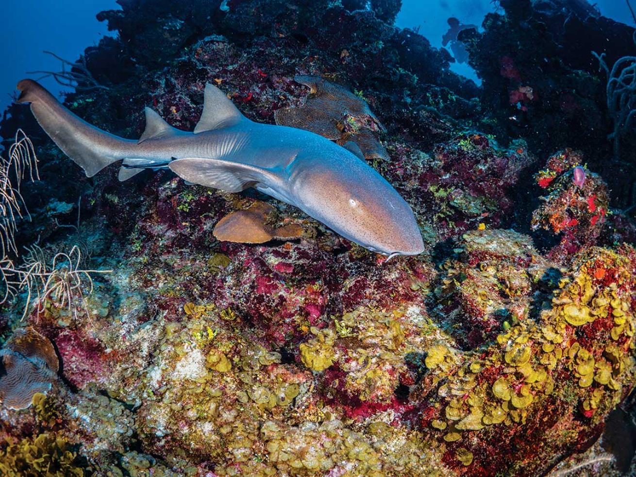 nurse shark