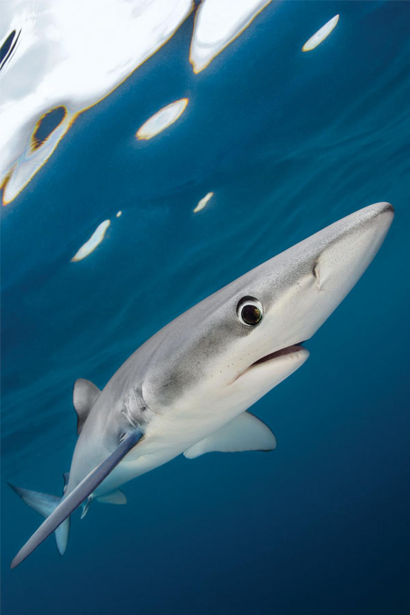 Blue Shark
