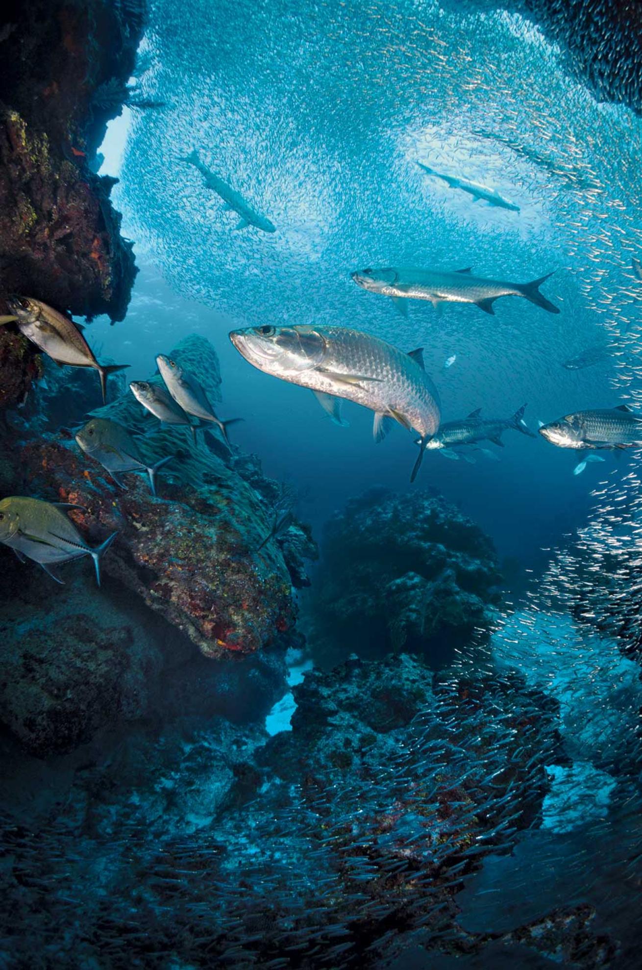 school of silversides at Ironshore Gardens