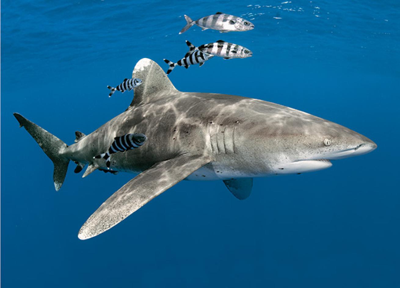 cat island bahamas scuba diving