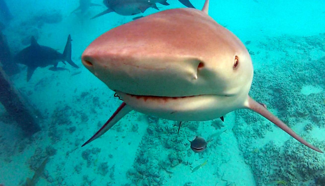 shark bimini bahamas