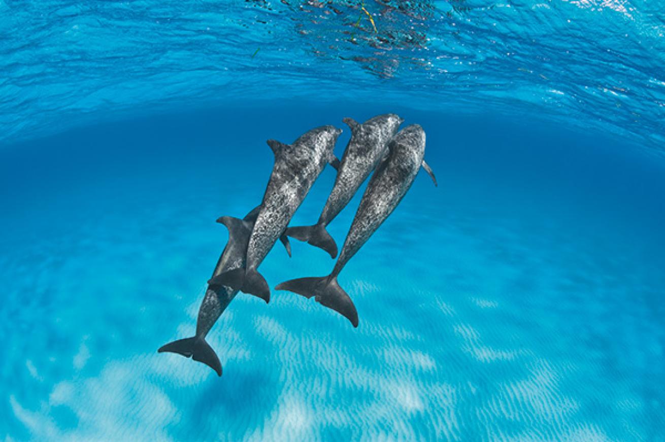 wild dolphins bimini bahamas