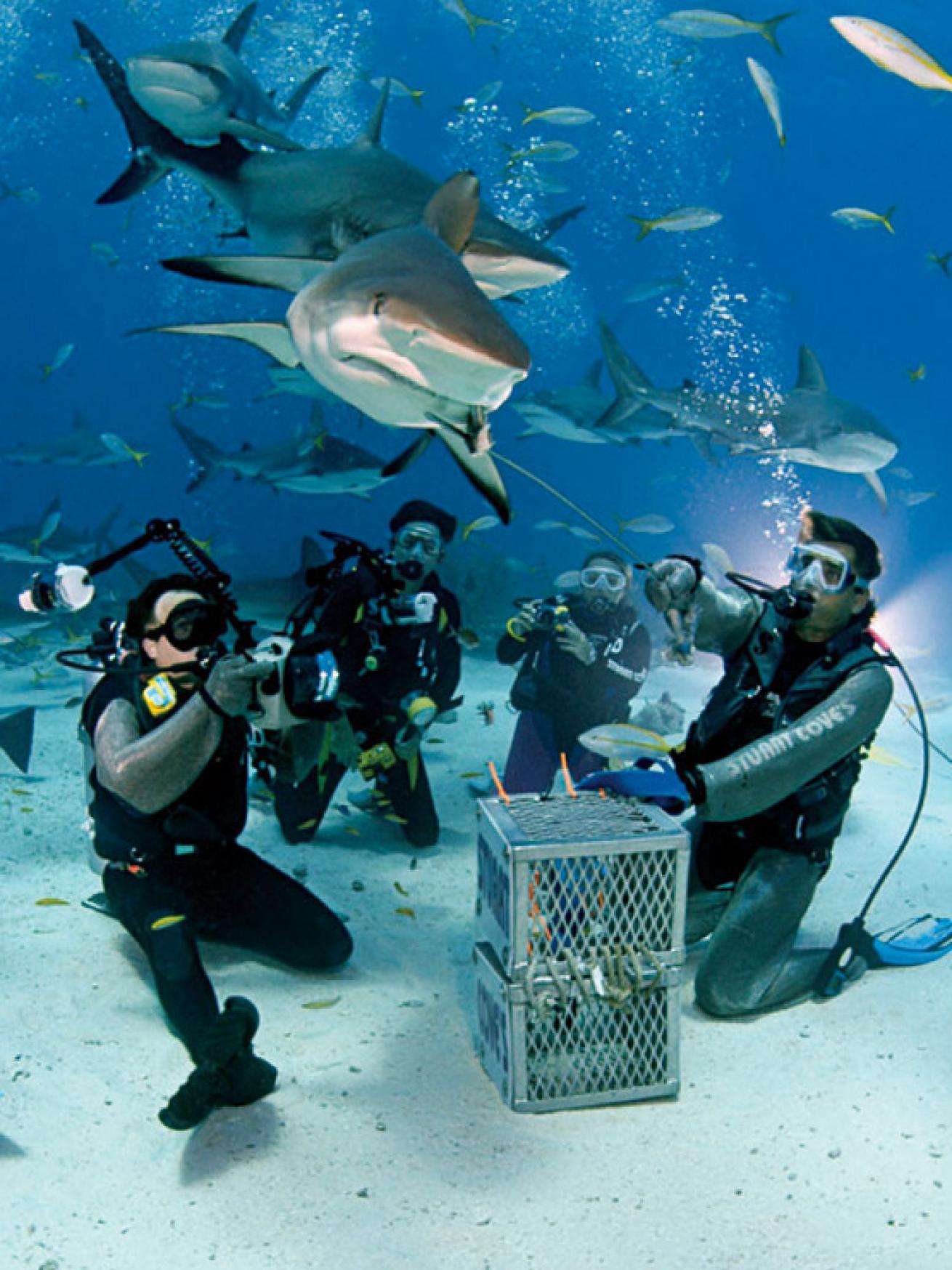 stuart cove bahamas shark dive
