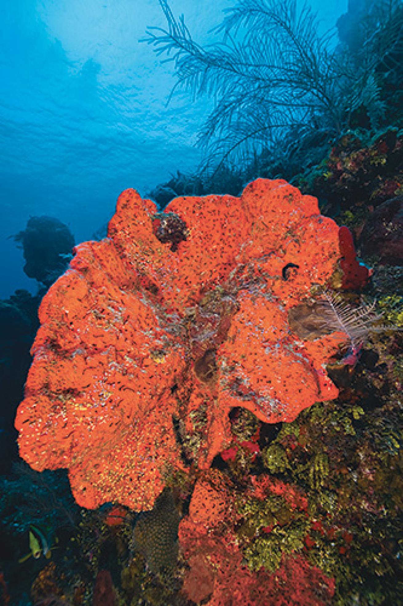 bahamas scuba diving walls