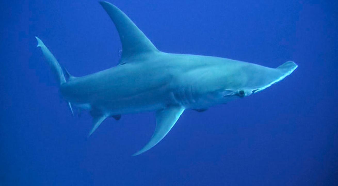 hammerhead sharks bahamas